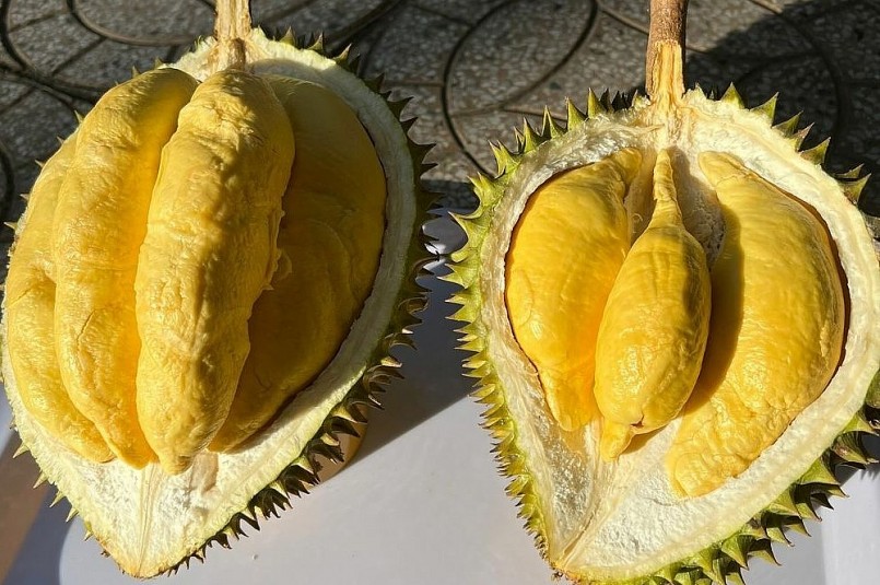 Musang King của nhà vườn tại miền Tây. Ảnh: Mạnh Khương
