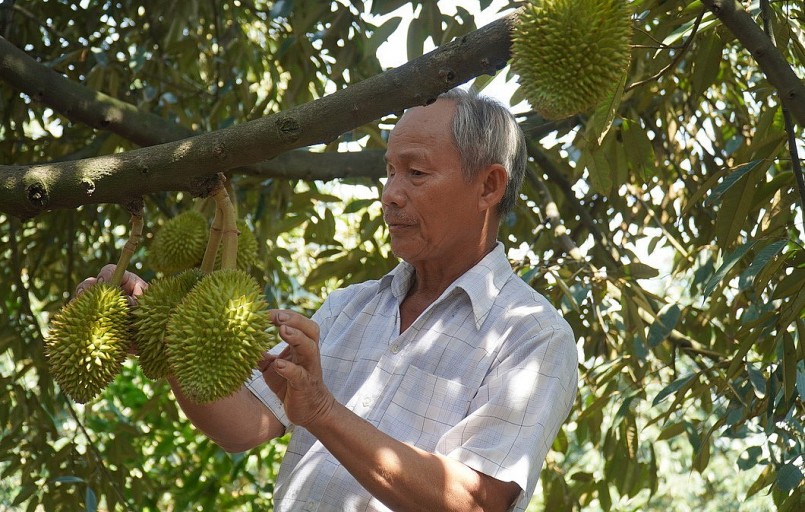 Nhà vườn miền Tây đang chăm sóc sầu riêng chờ ngày thu hoạch.