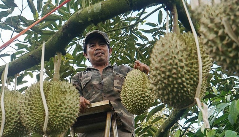 Thời điểm này giá sầu riêng giảm nhưng vẫn đem lại lợi nhuận cao cho nhà vườn.