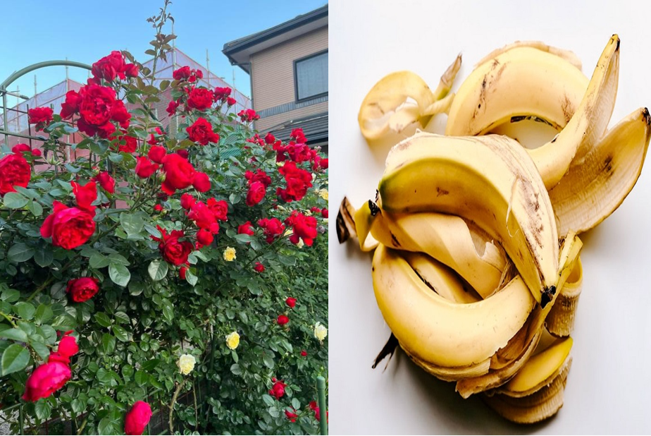 Vỏ chuối ăn xong chớ vội vứt đi, dùng làm phân bón giúp cây lớn nhanh như thổi