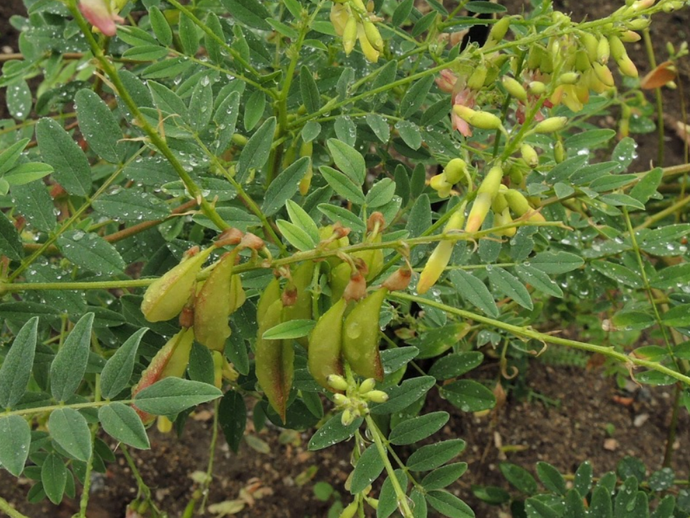 Tác dụng của hoàng kỳ