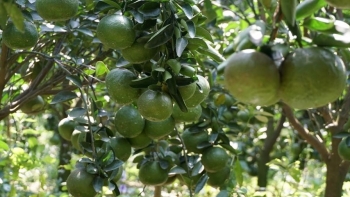 Cam sành lên giá sau giải cứu, chưa kịp vui nông dân lại bán tháo vì giá lao dốc