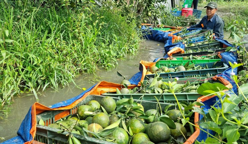 Nhà vườn cam sành ở Vĩnh Long muốn bán nhanh vì lo lắng cam sẽ giảm tiếp. Nhà vườn cam sành ở Vĩnh Long muốn bán nhanh vì lo lắng cam sẽ giảm tiếp.