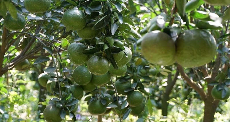 Giá cam sành giảm sâu khiến người trồng cam ở Vĩnh Long thua lỗ. Giá cam sành giảm sâu khiến người trồng cam ở Vĩnh Long thua lỗ.