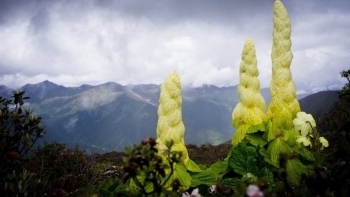 Giống bắp cải siêu khủng cao lừng lững sống hàng chục năm vừa là thức ăn vừa làm thuốc quý
