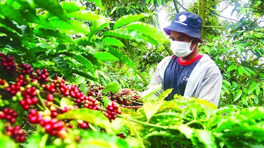 Xuất khẩu cà phê sụt giảm