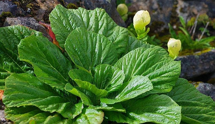 Giống bắp cải Tahuang khổng lồ sống trong điều kiện khắc nghiệt.