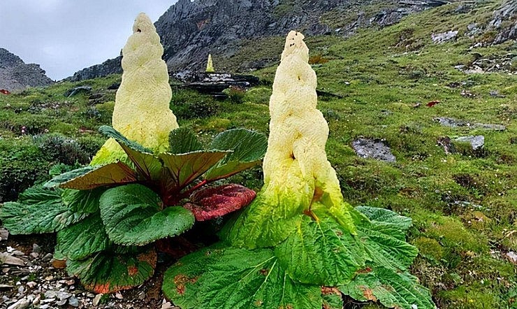 cây bắp cải khổng lồ Tahuang là loài thực vật quý hiếm