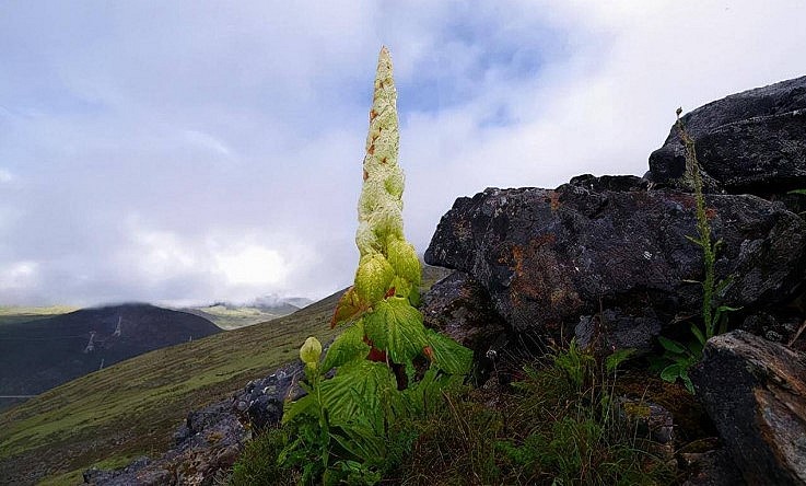 Bắp cải Tahuang là một loại thảo dược quý.