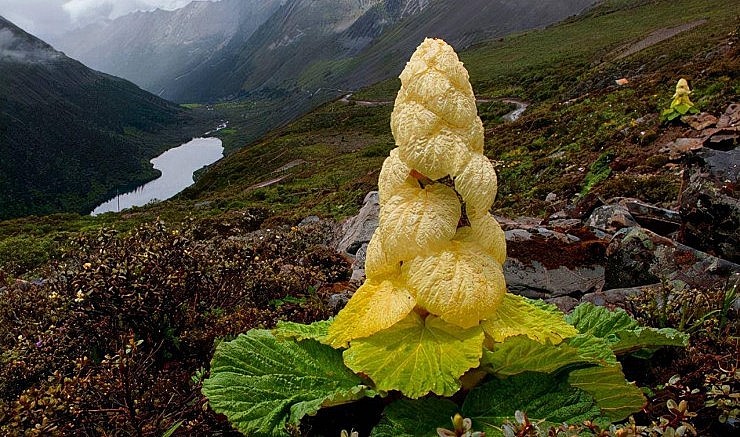 Không chỉ siêu khủng, giống bắp cải khổng lồ còn siêu thọ tới vài chục năm.