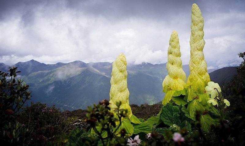 Giống bắp cải cao tới 2 mét ở vùng Tây Tạng.