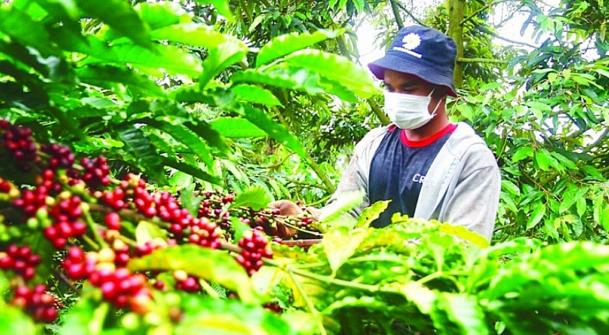 Xuất khẩu cà phê sụt giảm