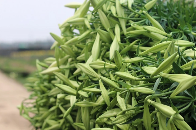 Nguồn cung dồi dào nhưng lại ế ẩm dù giá loa kèn dịp này rẻ hơn so với cùng kỳ năm ngoái 