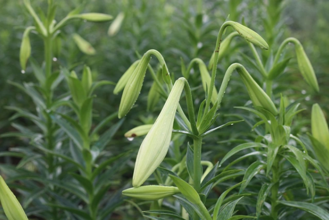 Hoa loa kèn chủ yếu là từ vùng trồng hoa Tây Tựu