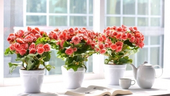 Trồng loại cây phú quý đem lại tiền tài vừa làm cảnh đẹp lại có thuốc quý trong nhà