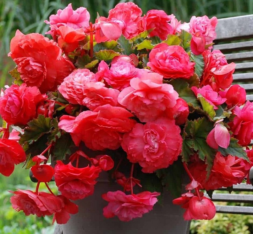 Là một loại cây trồng trong nhà, Thu hải đường còn là loại cây phong thuỷ. 