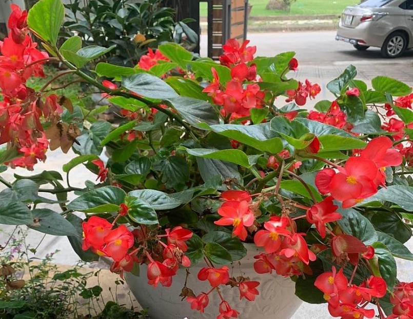 Thu hải đường vừa là cây cảnh vừa là cây dược liệu.