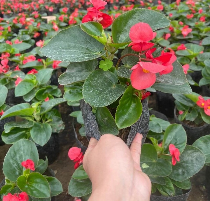 Thu hải đường còn được gọi là “phú quý mãn đường”, mang ý nghĩa tượng trưng cho sự giàu sang, phú quý.