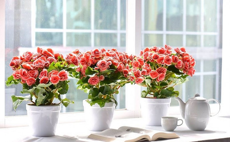 Cây cảnh Thu hải đường vừa đẹp lại mang ý nghĩa tượng trưng cho sự giàu sang, phú quý.