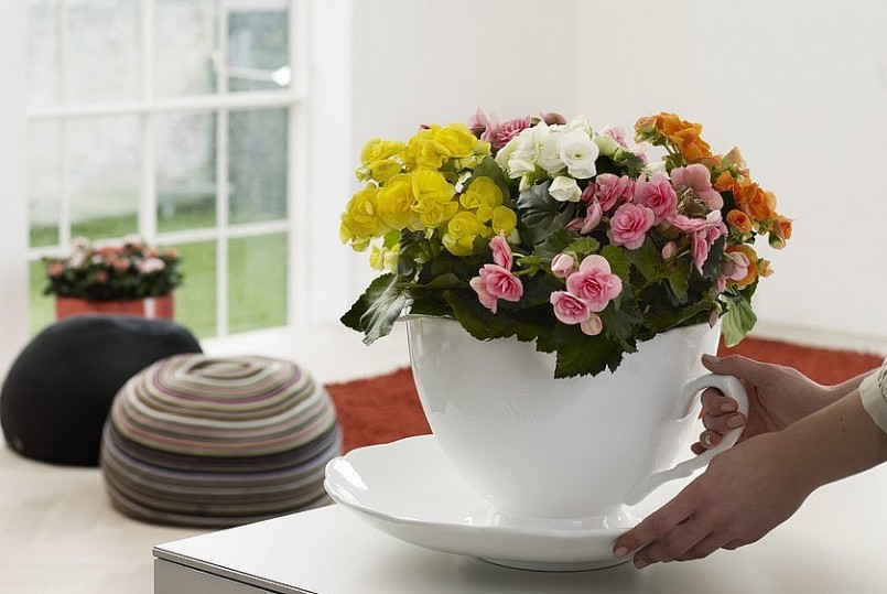 Cây thu hải đường là loại cây cảnh được nhiều người yêu thích lựa chọn làm cây cảnh trong nhà. 