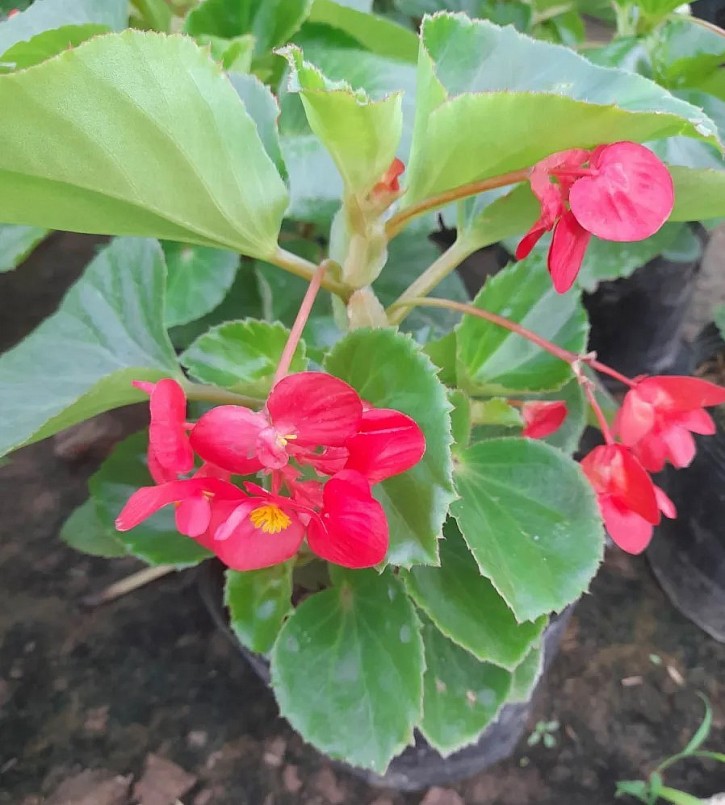 Có vô số giống khác nhau được tạo ra từ quá trình lai ghép, tuy nhiên hoa của cây Thu hải đường.