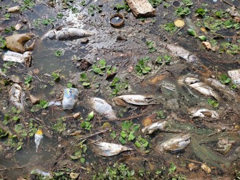 Lâm Đồng: Cá chết nổi la liệt ở hồ Xuân Hương