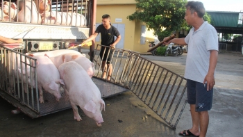 Giá heo hơi hôm nay (29/3) loạn nhịp, 4 kiến nghị cứu nguy khẩn cấp cho người chăn nuôi