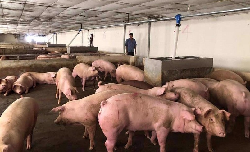 Giá heo hơi hôm nay (29/3) vẫn giảm sâu, Hiệp hội chăn nuôi Đồng Nai đề xuất 4 kiến nghị khẩn cấp.