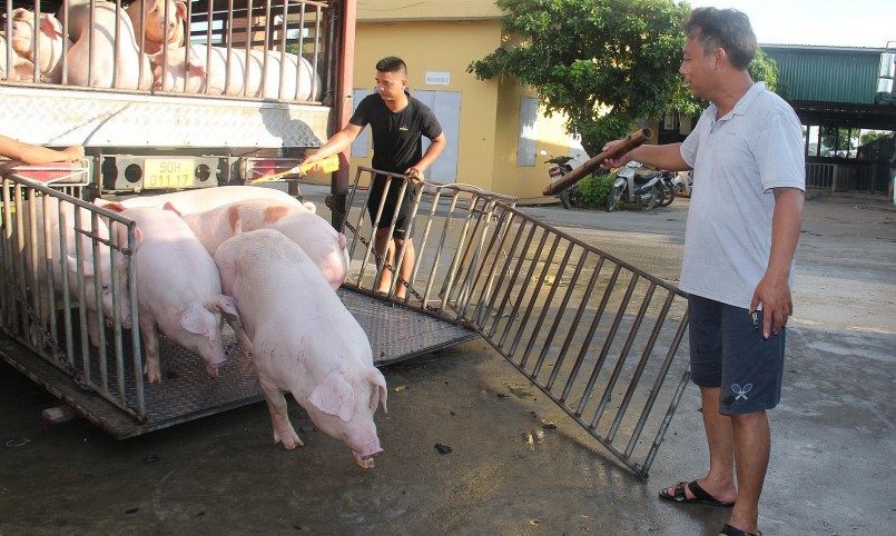 Giá heo hơi hôm nay (29/3) biến động trái chiều tại các địa phương khi tăng giảm không đồng nhất quanh mốc từ 48.000 - 52.000 đồng/kg. 