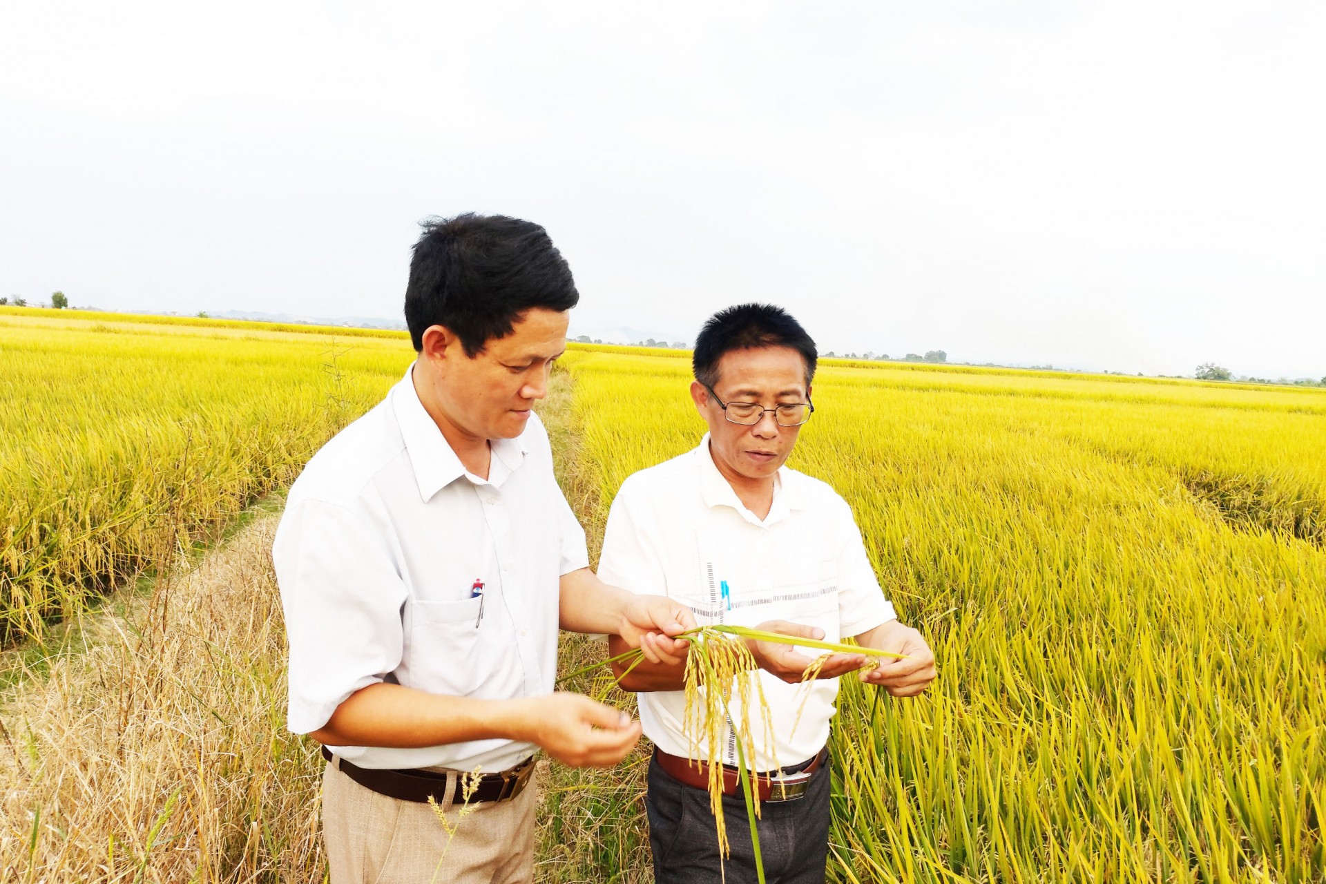 Tây Nguyên có gạo... ngon nhất thế giới