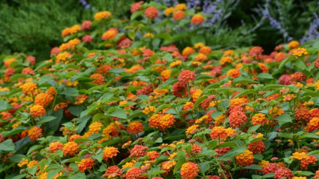 3 loại cây “hoa nở người héo”, trong nhà nếu đang trồng nên dọn ngay kẻo thiệt thân