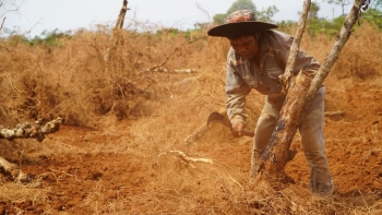 Cà phê thành củi khô nhường chỗ cho chanh dây, điệp khúc trồng - chặt chưa có hồi kết