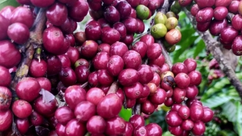 Giá nông sản hôm nay (29/3) cà phê bất ngờ giảm mạnh, hồ tiêu tiếp tục cắm chốt mốc 66.000 đồng/kg