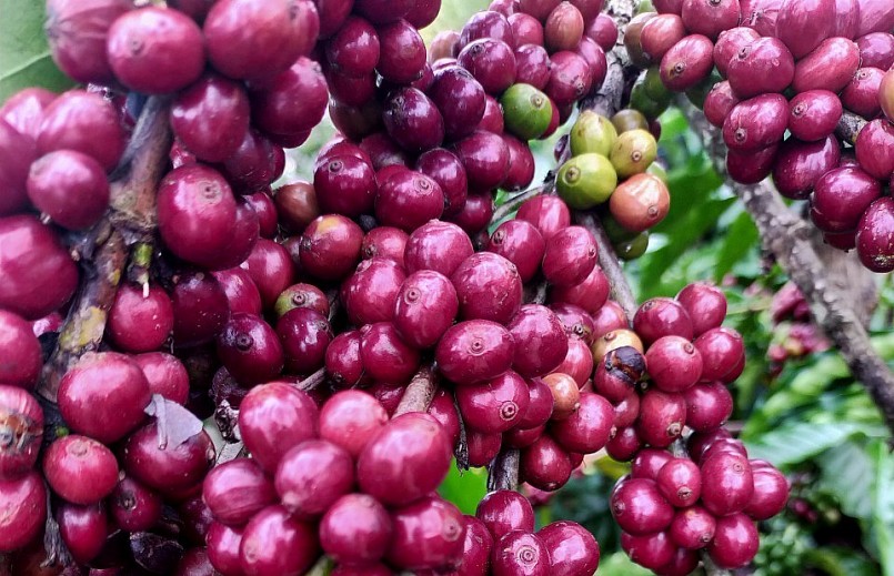 Giá nông sản hôm nay (29/3), sàn kỳ hạn chìm trong sắc đỏ, cà phê nội địa giảm sâu 500 đồng/kg.