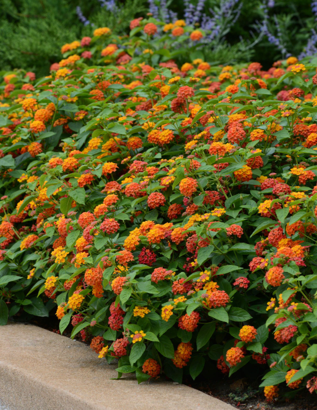 3 loại cây “hoa nở người héo”, trong nhà nếu đang trồng nên dọn ngay kẻo thiệt thân