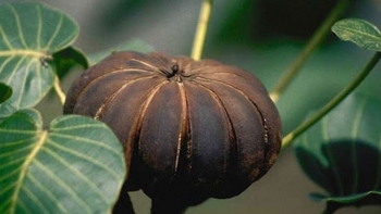 Vì sao ăn quả ngô đồng lại khiến 14 em học sinh nhập viện?