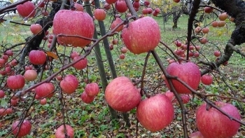 Táo đắt nhất thế giới nhờ quy trình chăm sóc đặc biệt, được hái bằng tay và rửa bằng mật ong