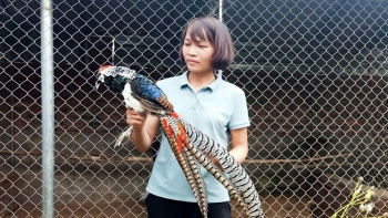 Nuôi thành công loài chim hoang dã đẹp như tranh vẽ, nhà nông thu nhập 300.000 triệu mỗi năm