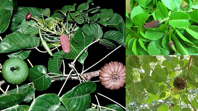 hạt cây ngô đồng có chất gây độc cho đường tiêu hóa và gan