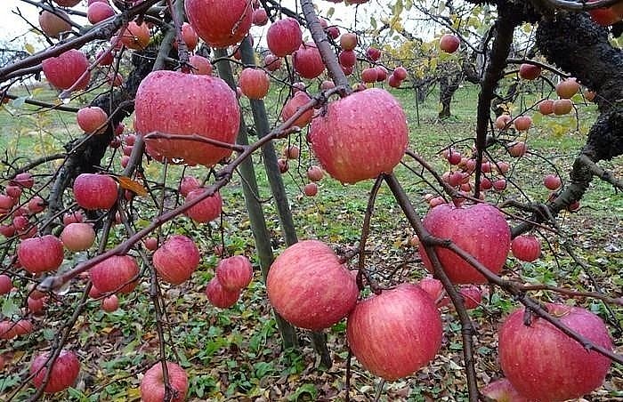 Táo Sekai Ichi được trồng và chăm sóc với quy trình đặc biệt nên có giá đắt nhất thế giới. Táo Sekai Ichi được trồng và chăm sóc với quy trình đặc biệt nên có giá đắt nhất thế giới.