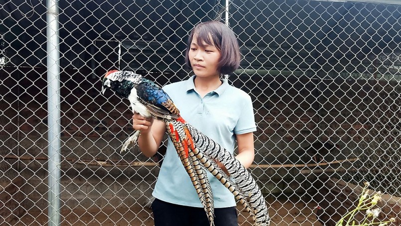 Chị Hoàng Thị Nhì giới thiệu về chim trĩ 7 màu