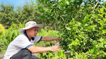 Trồng giống chanh lạ ra quả trĩu cành, nhìn đã mắt hái đã tay, nhà nông thu tiền đầy túi