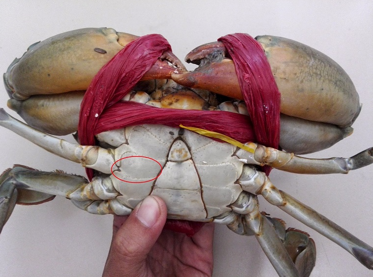 Mua cua ghẹ chỉ nhìn vào 5 điểm, con nào cũng béo múp, nhiều gạch, không lo bị ọp phí tiền