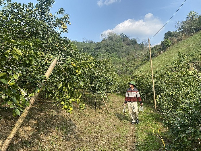 Những hàng chanh sai trĩu quả, là địa điểm đẹp để chụp ảnh, trải nghiệm