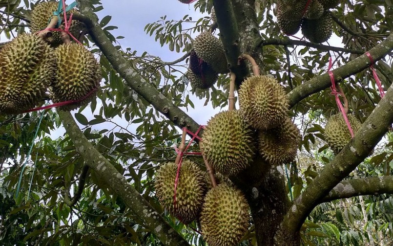 Sầu riêng Thái Lan đang chiếm ưu thế xuất khẩu tại thị trường Trung Quốc.