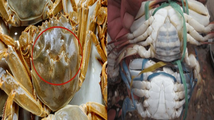 Mua cua ghẹ chỉ cần nhìn vào 5 điểm, con nào cũng béo múp, nhiều gạch, không lo bị ọp phí tiền