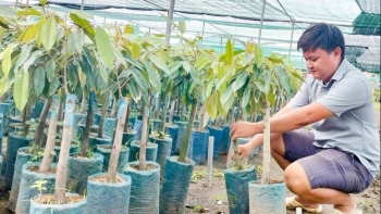 Trước tết bỏ đi cả container nay giá mít giống tăng vọt gấp 4 lần, nhà vườn tiếc đứt ruột