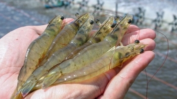 Bí quyết chọn tôm tươi ngon không “ngậm” hóa chất