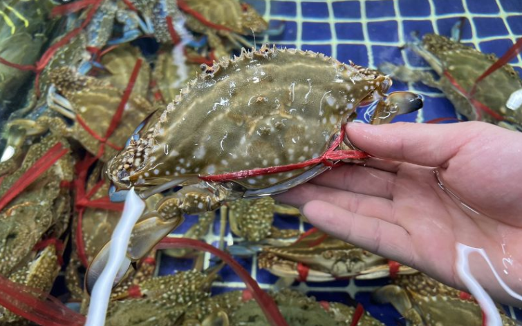 Mua cua ghẹ chỉ nhìn vào 5 điểm, con nào cũng béo múp, nhiều gạch, không lo bị ọp phí tiền