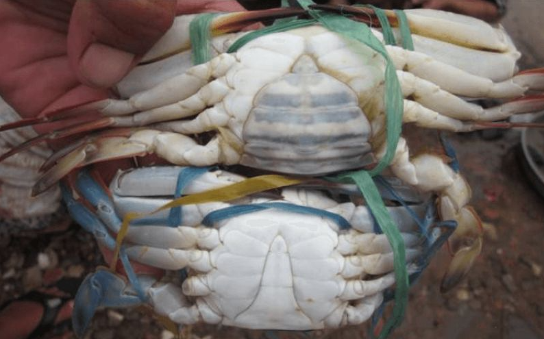 Mua cua ghẹ chỉ nhìn vào 5 điểm, con nào cũng béo múp, nhiều gạch, không lo bị ọp phí tiền